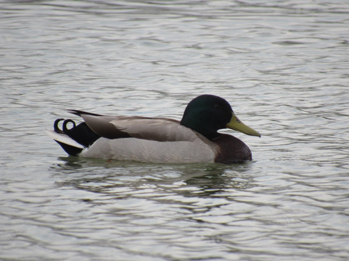 I dont like em but maybe someone else will ^-^)
-
-
#ducks #duck  #duckpond #duckart #duckbill #duckies #mallard #mallardduck #digitalart #digitalartist #jwphotographer #photoshop #photoedit #photoediting  #decor #wallart #freelanceartist #nature #animallover #ducklover