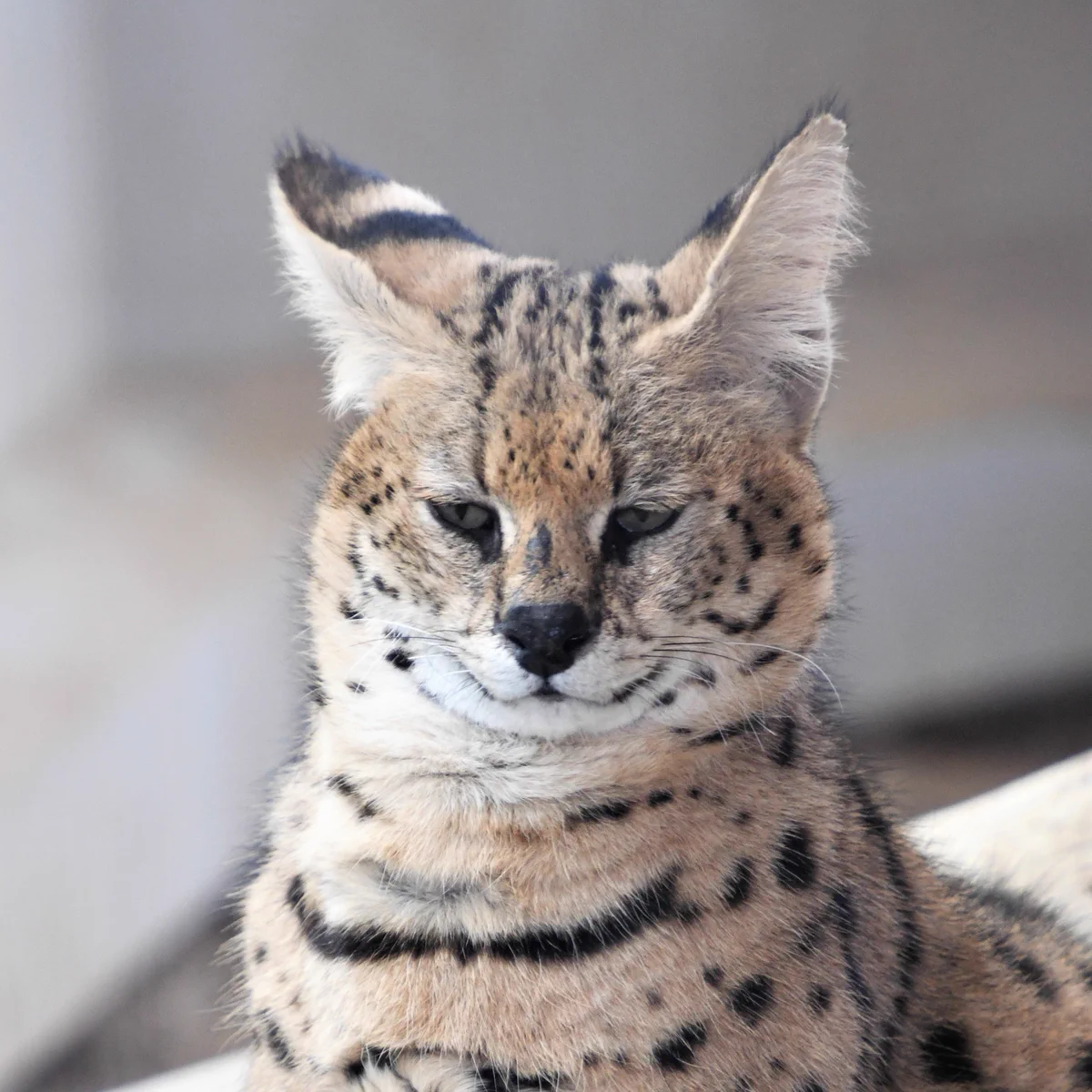 動物の世界も世知辛いｗおっさんサーバルと美少女サーバルの見た目の違いｗｗｗ