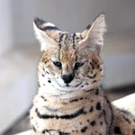 動物の世界も世知辛いｗおっさんサーバルと美少女サーバルの見た目の違い!