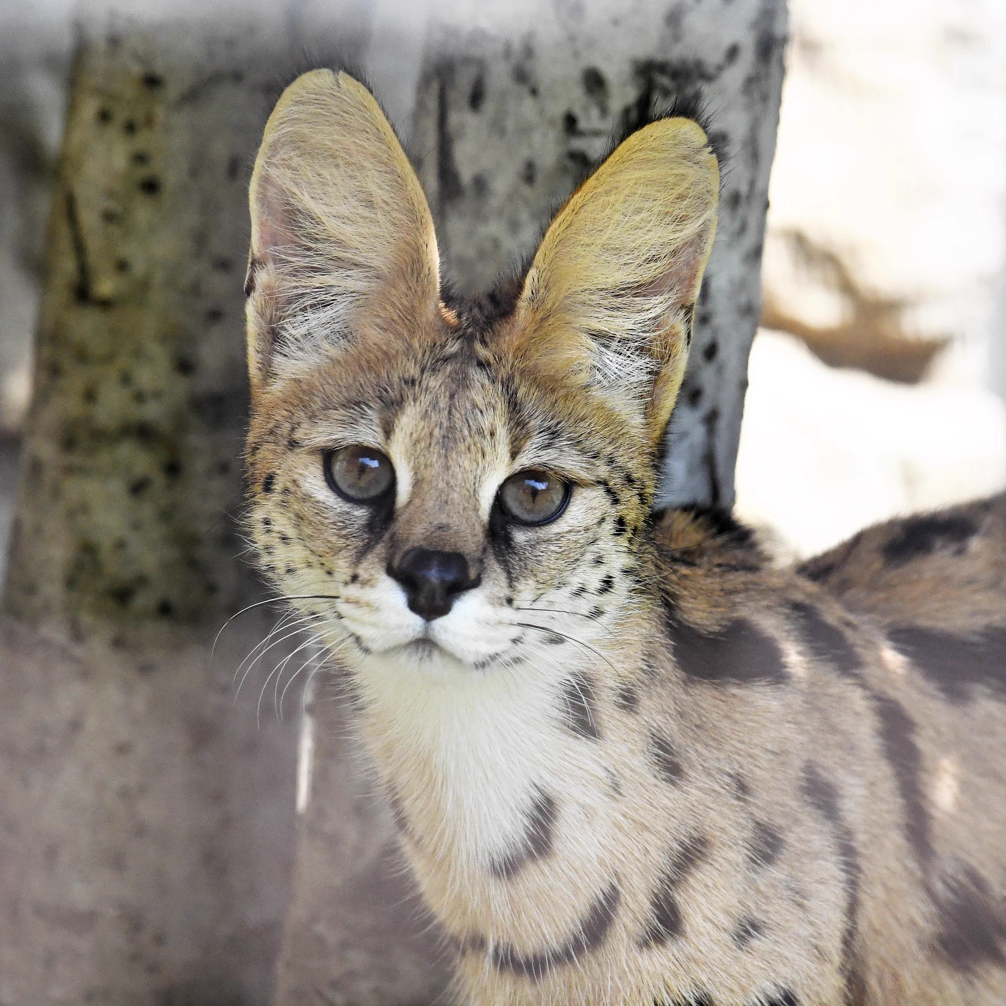 動物の世界も世知辛いｗおっさんサーバルと美少女サーバルの見た目の違いｗｗｗ