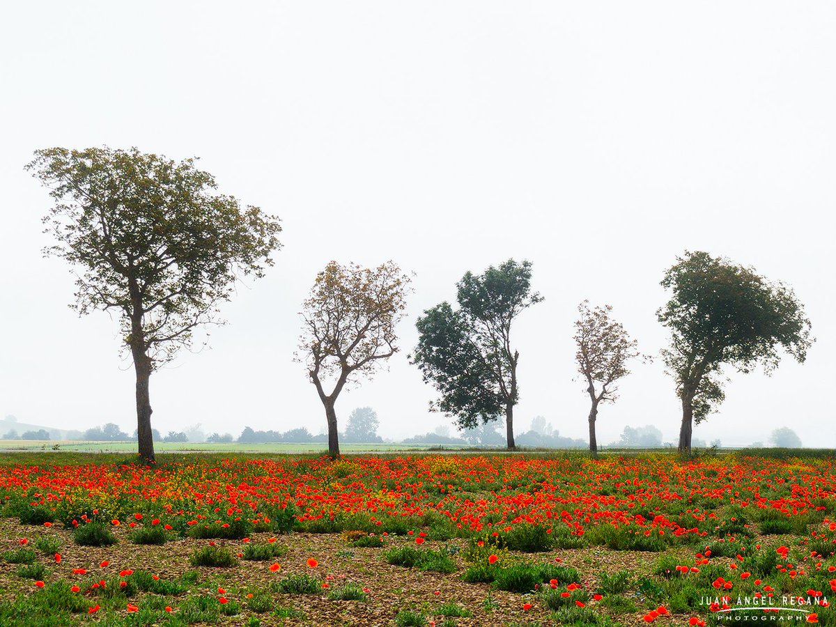 "Campo de amapolas"
📷 Juan Ángel Regaña | OM-D E-M10 | M.Zuiko 40-150mm | 1/1250seg | f/5.6 | iso 100
<a href="/esolympus/">OM Digital Solutions</a> <a href="/Salimoshoy_VG/">SalimosHoy</a> <a href="/TurismoVitoria/">Turismo Vitoria</a> <a href="/turismo_vasco/">TurismoVasco</a> 
<a href="/EUBasqueCountry/">EuskadiBasqueCountry</a> #olympus #alava #OMD #sinespejo #mirrorless #amapolas