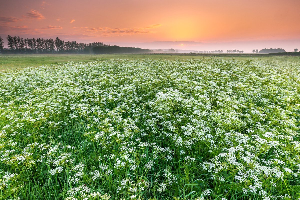Haroldvdb's tweet photo. Spring Colors,
On several places cow parsley blooms what gives a nice white carpet over meadows and around ditches.
#photography #landscapephotography #spring #sunrisedaily #zeeland #Netherlands #GrootEiland https://t.co/iIt2JxYFMH