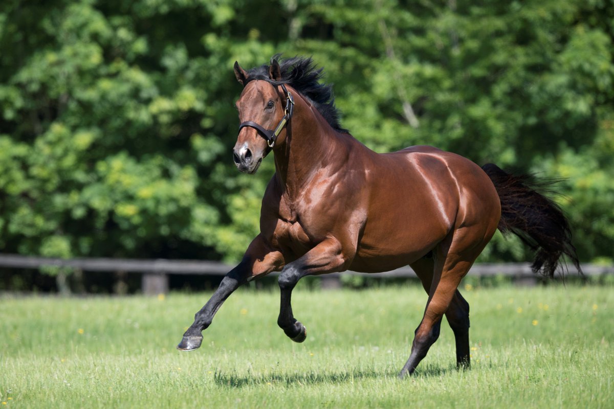 AgaKhanStuds's tweet photo. Smart 2yo winner for #Siyouni today ! His daughter Soony made an impressive debut when winning a maiden by more than 5 lengths. Bred and owned by Jean-Pierre Dubois, Soony is out of a half-sister to multiple Gr.1 winner Stacelita. #Promising2yo #Sireonfire #Sourceofspeed https://t.co/Vtjy0DMXXm