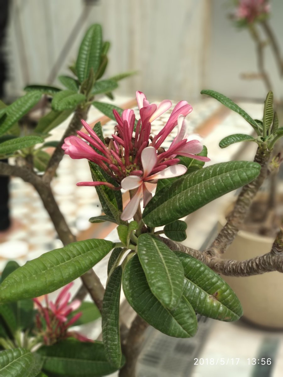 AR_sharmaa's tweet image. #BeautyOfNature 
#SaveNature
#LoveNature
#SaveEnvironment