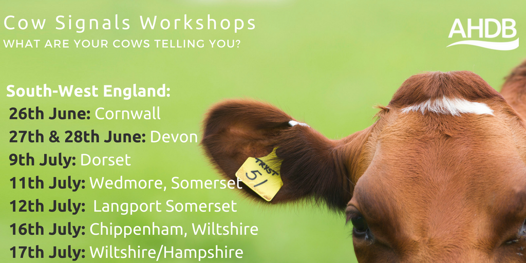 AHDB_Dairy's tweet photo. Join our #CowSignals workshops taking place across GB and find out how you can optimise the health of your #dairy herd and improve the profitability of your business. #SouthWestHour @CowSignals: https://t.co/v9wiL48UTN https://t.co/rHEJvIL3hK