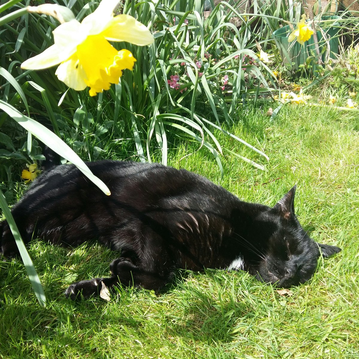 It's a hard life being a cat. #fluffyfursday #CatsOfTwitter  #Catproud
