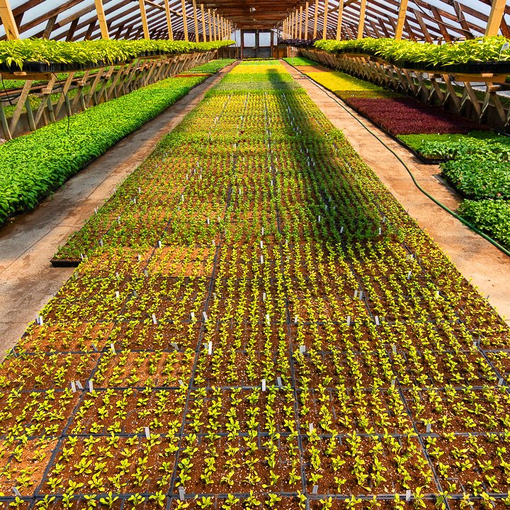 Mosaiculture tweet media
