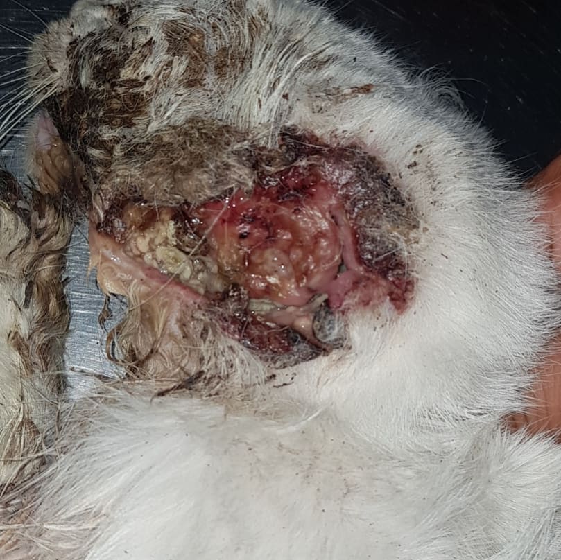 bittycat's tweet photo. AYUDA URGENTE https://t.co/lskiKRktP6