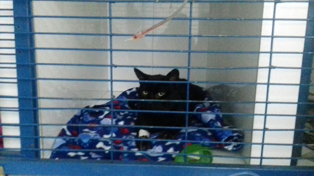 bittycat's tweet photo. SE DEBEN 100.000 PESOS A LA CLÍNICA VITAL VET, AYUDA URGENTE #IQUIQUE #CHILE #ChileLoHacemosTodos #AlertaSismica #FelizMiercoles https://t.co/OUITRJJveH