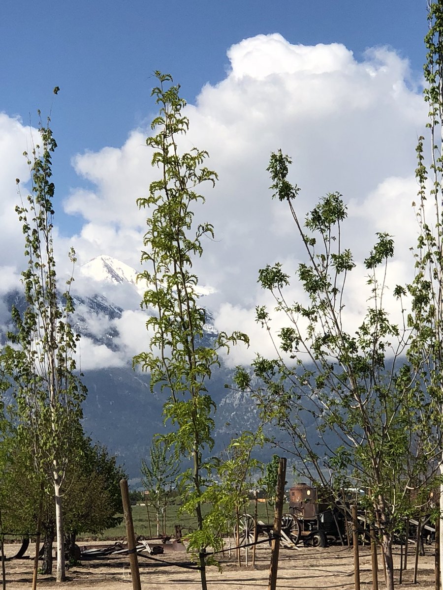 A look from our Arborium and the picturesque Sierras.