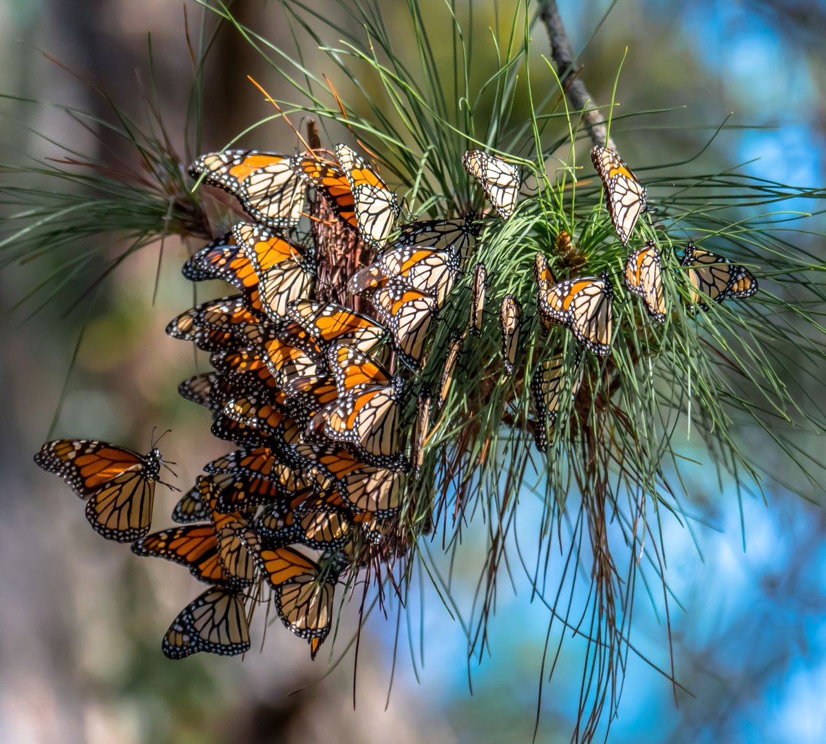 S_AL_Landtrust's tweet photo. #nature #NaturePhotography #Butterflies #beauty This is why we do what we do. https://t.co/Xf5BUTYUxX
