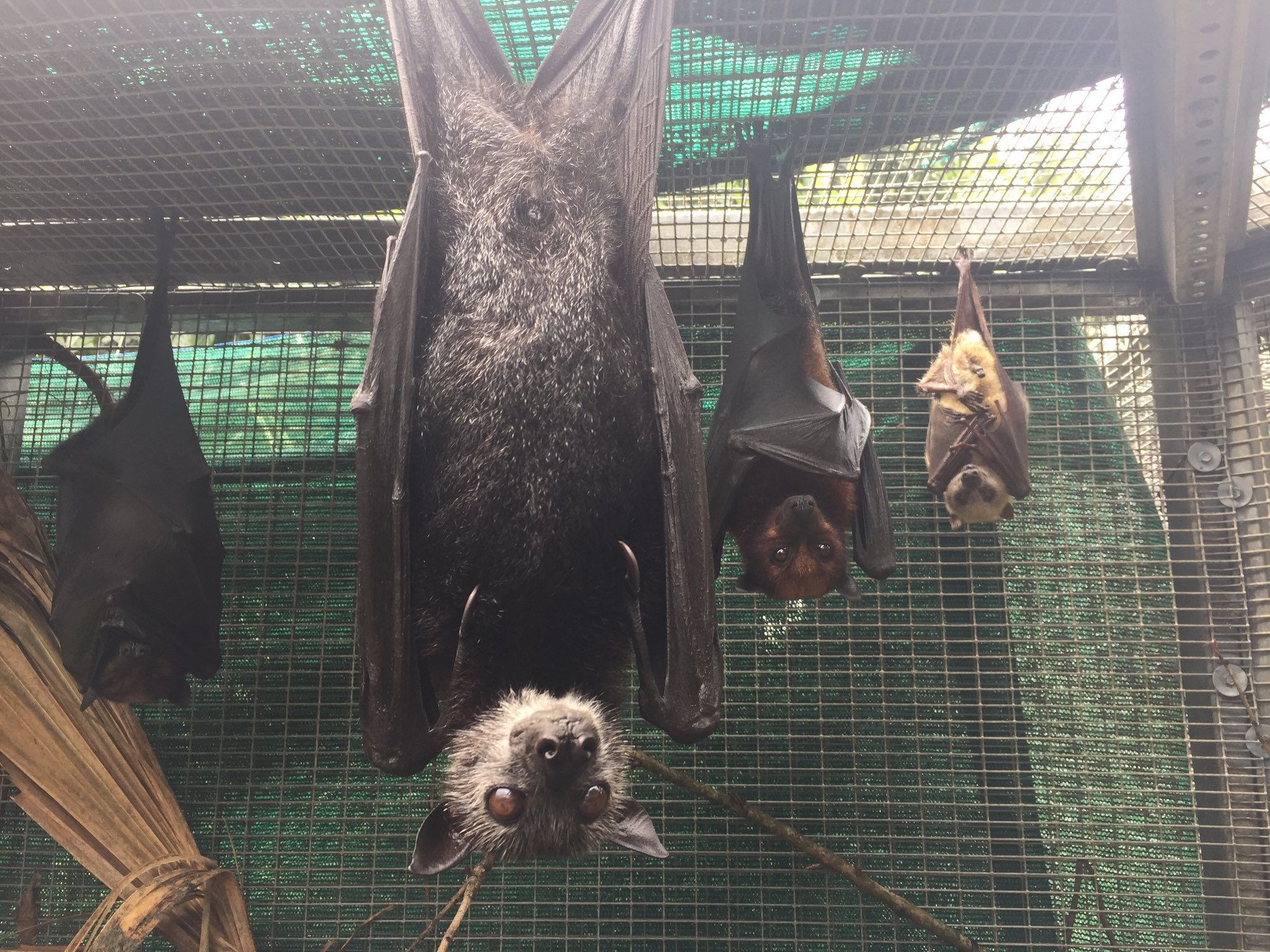 flying-fox-size-comparison