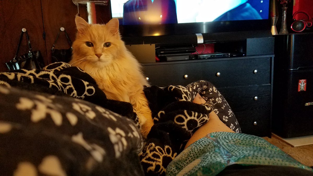 BekaLombardo's tweet photo. I can't think of many things I hate more than icing injured body parts, but my nurse says I have to.
@powerslave1974
#KeepTalkingMH #badfall #damnnearkilledmyself #mainecoon #himalayancat #CatsOfTwitter https://t.co/yJ8RXhOalI