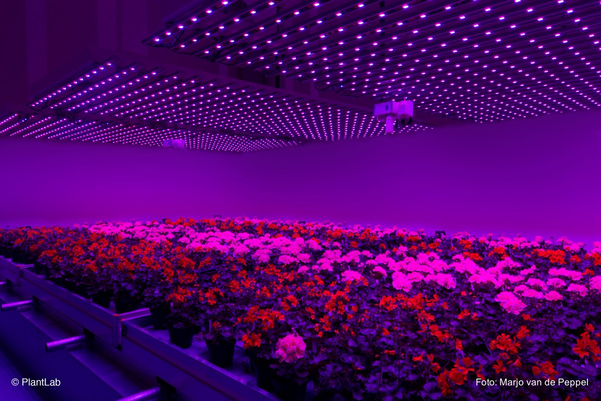Hexagro_UF's tweet photo. Here another interesting insight on the benefits of #verticalfarming published by the European Institute of Innovation & Technology @EIT_Food Special focus on how much #travel our #food can save and the unbelievable higher #nutrientcontent https://t.co/qOAOGeTsdl https://t.co/MJ8WG1NyO9