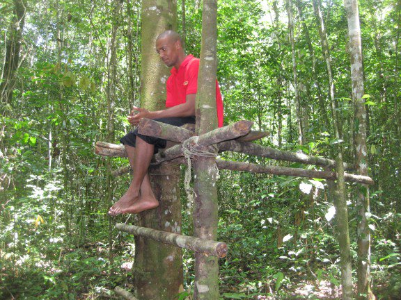 Fun fact : “Wabbani” is a word of Arawak origin that means “platform” – as in a hunter’s treetop hide!