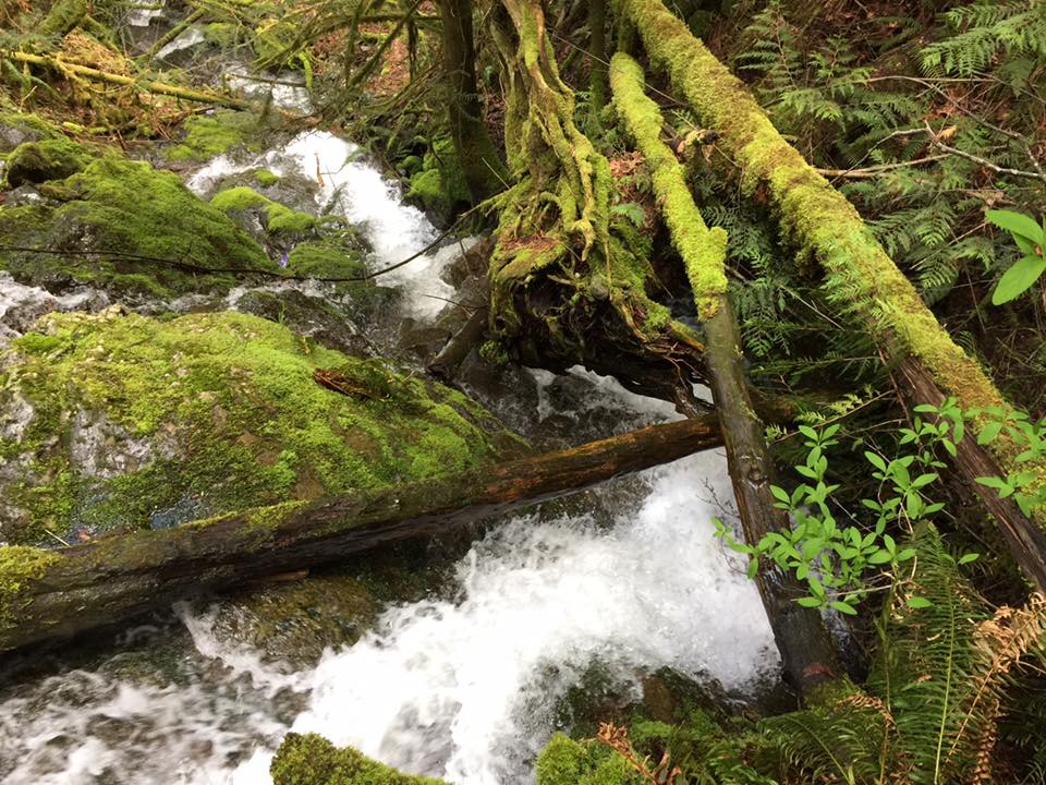 oly_adventures's tweet photo. To the #mountains, to the #falls, til the sweat drops down my...oops sorry we got carried away. We're just really stoked for #summer and #hiking season to commence. #PNW #getoutdoors #waterfalls #wanderlust #olyadventures https://t.co/rEfHF8tHYn