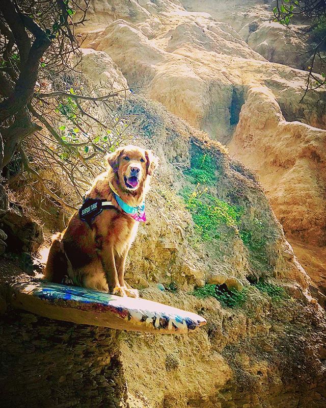SurfdogTurbo's tweet photo. #throwbackthursday to #stoneage #surfing 🏄🐾 @dogsonrocks 🐾🏄 Can’t #surfthis — gonna #sinklikeastone 👈🏻#getit ⁉️🤣#dogsonrocks #tbt https://t.co/G7kTRu6l4s https://t.co/NfLAaWHpqU