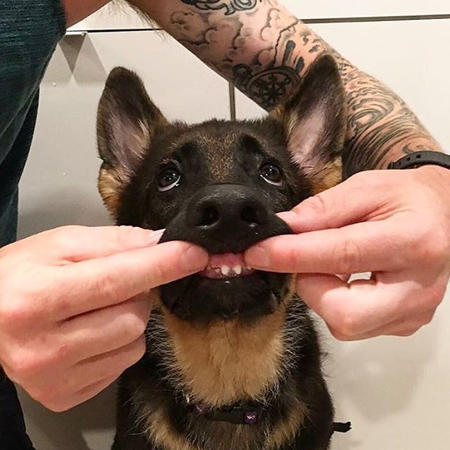 Canadian Pet Expo V Twitter Aw Baby Teeth Photo By Instagremy Gsd Germanshepherd Germanshepherdpuppy Https T Co Dtvvzlo78c Https T Co Keeizhfirw Twitter