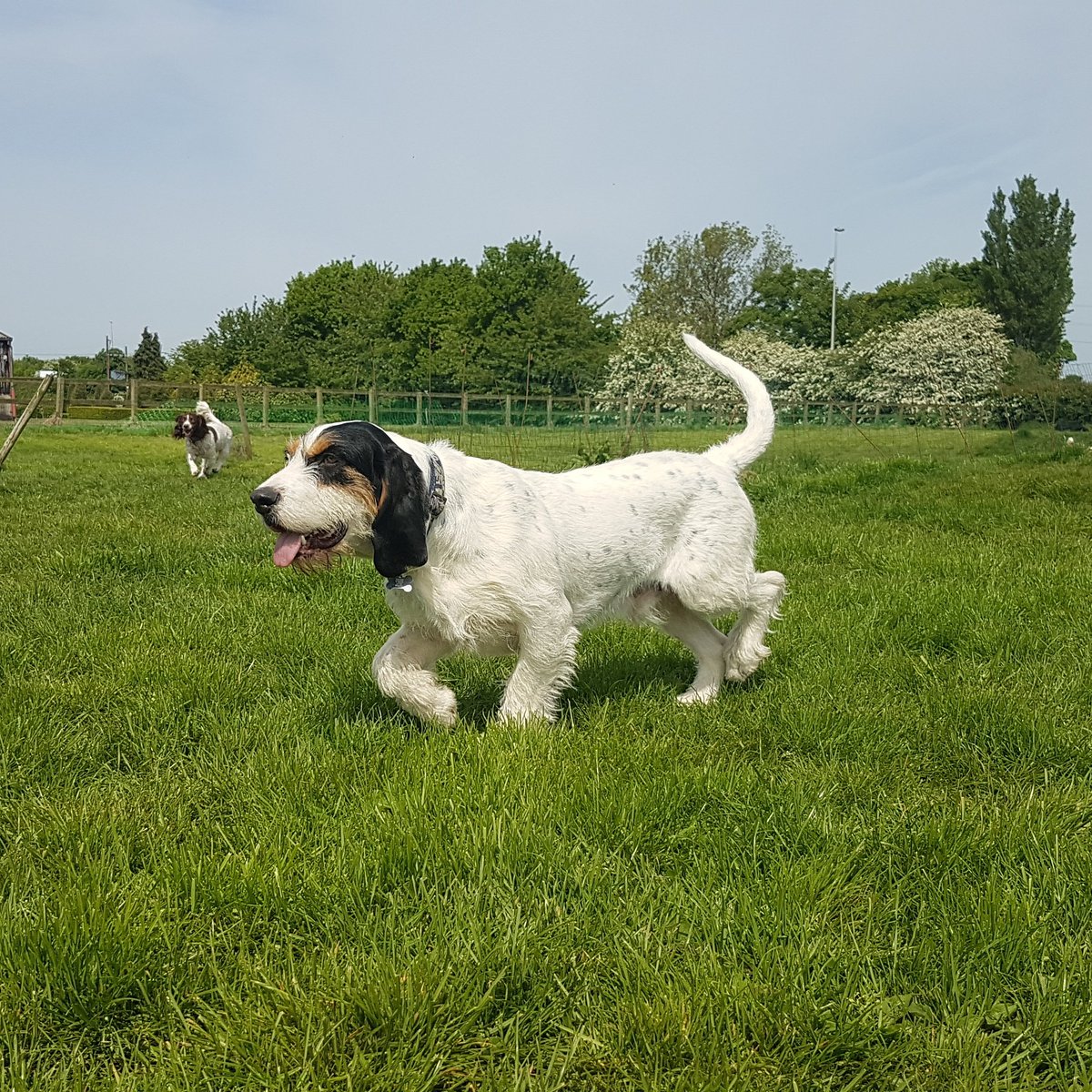 The Hound Hub (@TheHoundHub) / Posts / X