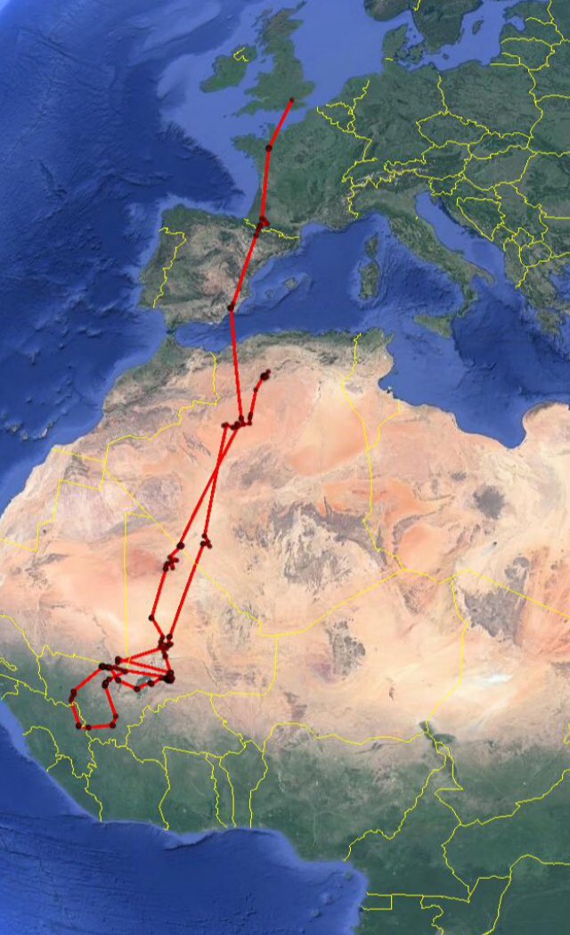 UKmontagus's tweet photo. Here is the full autumn-spring migration journey for James who we sadly lost in Algeria. Awaiting results of PM. More than half of the 4000km journey is desert. https://t.co/3J19RPwfKb