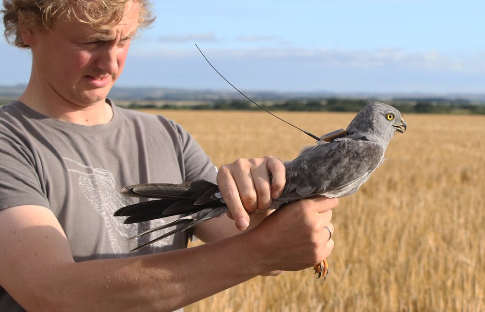 Here is the full autumn-spring migration journey for James who we sadly lost in Algeria. Awaiting results of PM. More than half of the 4000km journey is desert.