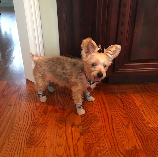 GrandOldPup's tweet photo. This is Allie-Gator 🐊🐊🐊
Can you even TAKE the CUTE?! LOOK AT THOSE ITSY BITSY SOCKS!
Thanks, @gymcrzydoc for sharing your sweet Yorkie girl with us!
#GOP #conservativedogs #Yorkie #GrandOldPup #redwhiteandblue #America https://t.co/1KOfVTOAfb