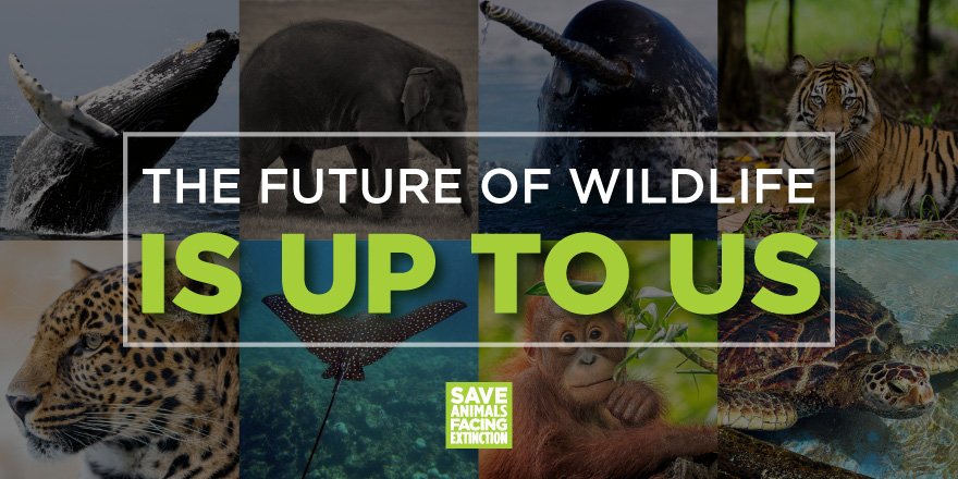 Save Animals Facing Extinction on Twitter: Save Animals Facing Extinction on Twitter:
