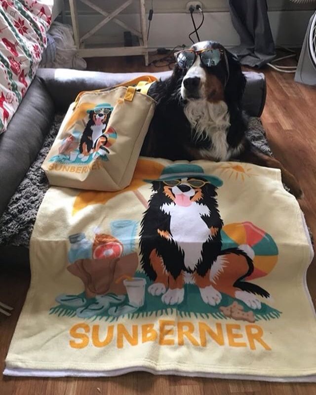 beatrixandmidge's tweet photo. Now that is one stylin’ Sunberner! Lilly’s human was gifted with this sunny set for Mother’s Day, and @littlelillybear stepped in to nail the role of Next Dog Model. #workinit #toocoolforschool #futuressobright #sunberner #bernesemountaindog https://t.co/YSjs7DDqQ6 https://t.co/bX9fwSsUiD