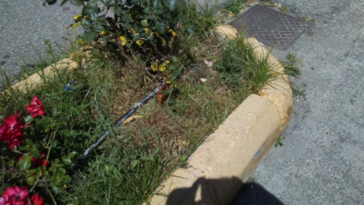 Manuvlgu's tweet photo. Los vecinos de #Pajanosas se quejan fe falta de limpieza y mantenimiento de jardines @gspguillena @PodemosGuillena https://t.co/n4L4zLN85T