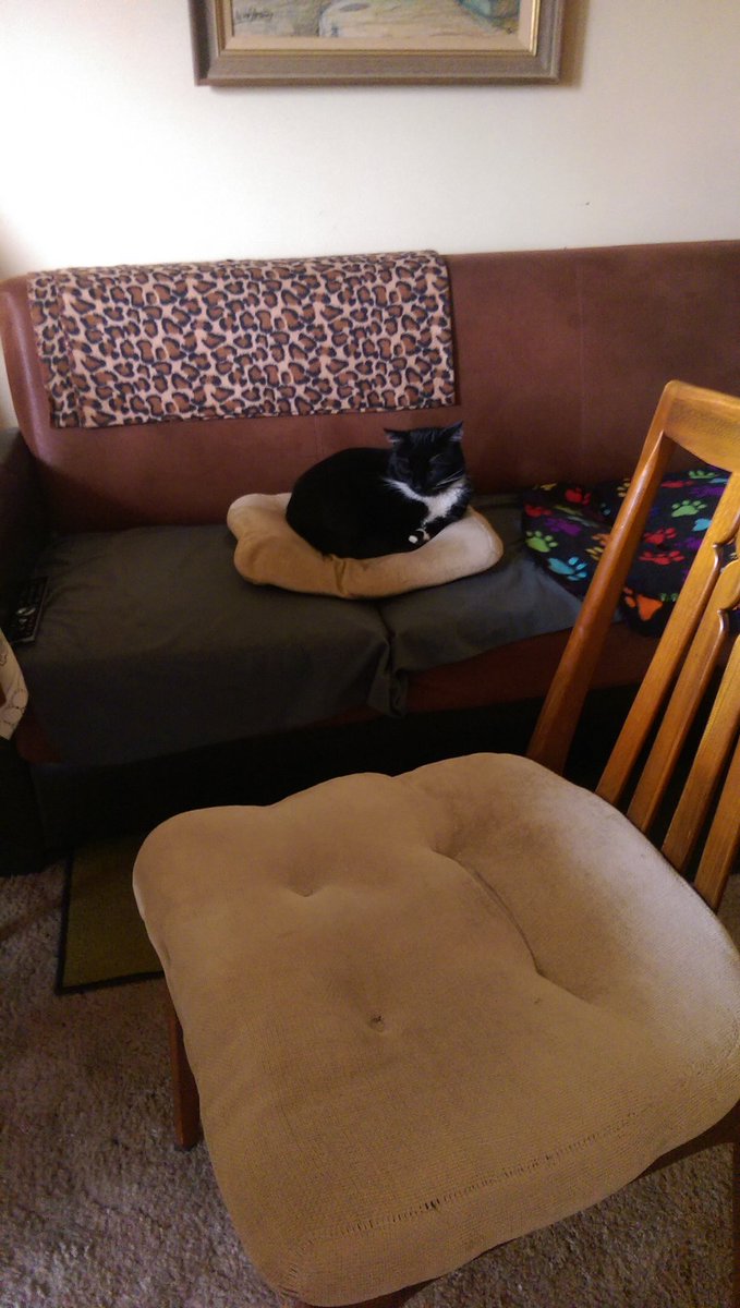 MiloWigzell's tweet photo. They think they're so smart...trying to fool me into not sitting on their chairs! #CatsOfTwitter #catsvshumans https://t.co/LDCsVlEKrF