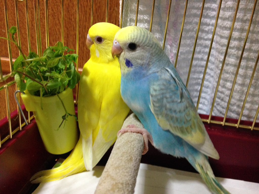 forevergreen43's tweet photo. #探してます 
#迷子 
#インコ 

セキセイインコ、レインボー約二ヶ月の子が迷子になりました。江東区亀戸5丁目付近です。情報がありましたら宜しくお願い致します。迷子になったのは5/15 火曜日の午前10時過ぎ頃です。手前の子です。 https://t.co/43pFvdDvgX