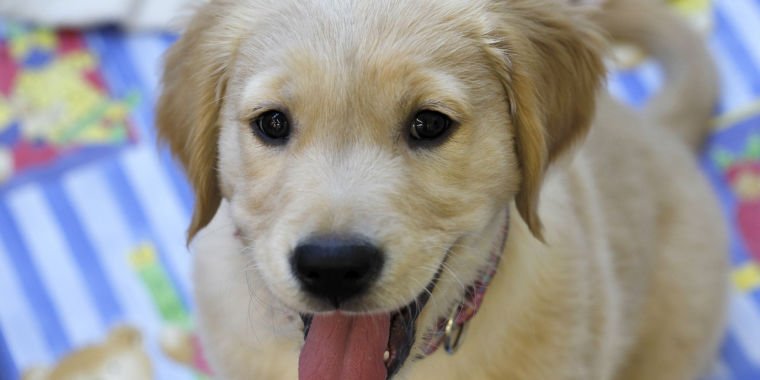 ilsTEAM's tweet photo. Buying a service dog? Be cautious. Some breeders are allegedly taking advantage of the market. https://t.co/CG2HHImzz2 https://t.co/mrLGIkPMQH