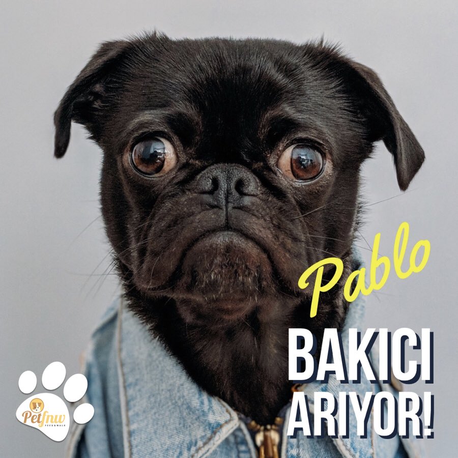 Pablo’nun sahibi, seyahate çıkacağı için #Pablo’ya kısa süreliğine iyi bakacak ve güvenilir bir #bakıcı arıyor!✌🏻
Hemen petfnw.com’dan sen de bakıcı ol, evcil hayvan sahiplerinden, uygun zamanların için rezervasyon al!