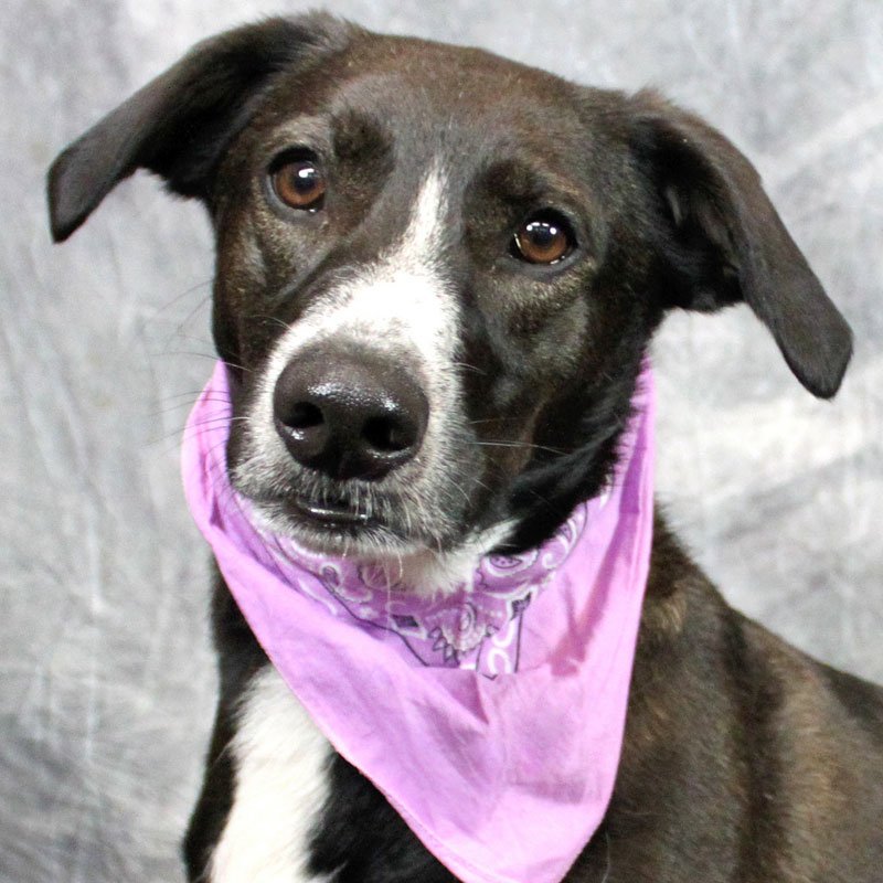 kyhumane's tweet photo. We are so heartbroken for our sweet Betsy. She was returned to @kyhumane yesterday through no fault of her own &amp; this is now her 5th time w/ us at KHS. She's SO sweet &amp; we can't understand why she's had such a hard time. Please help us find her a forever home! #Adopt https://t.co/ncQeeTcRUC