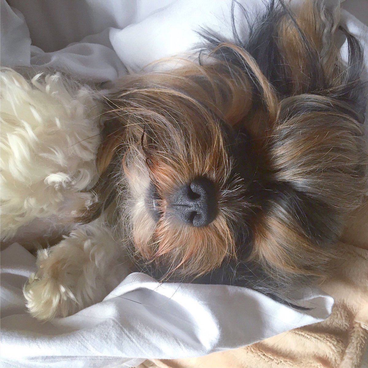 #ItDoesntCostAnythingTo be kind. ❤️🐾🐶❤️