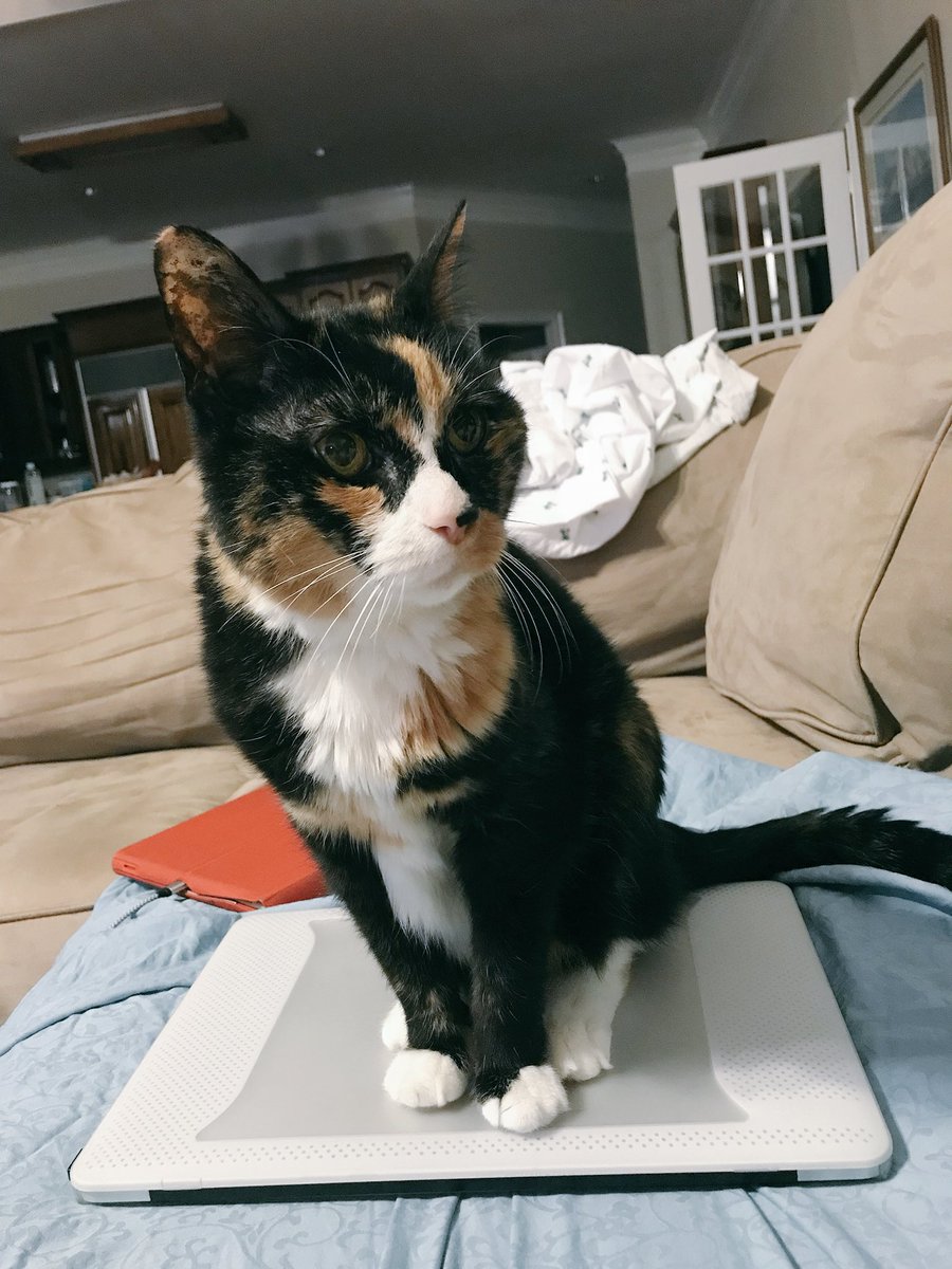 mistahfu's tweet photo. Was trying to get some work done but... #CatTop https://t.co/LC9wVgxvDt