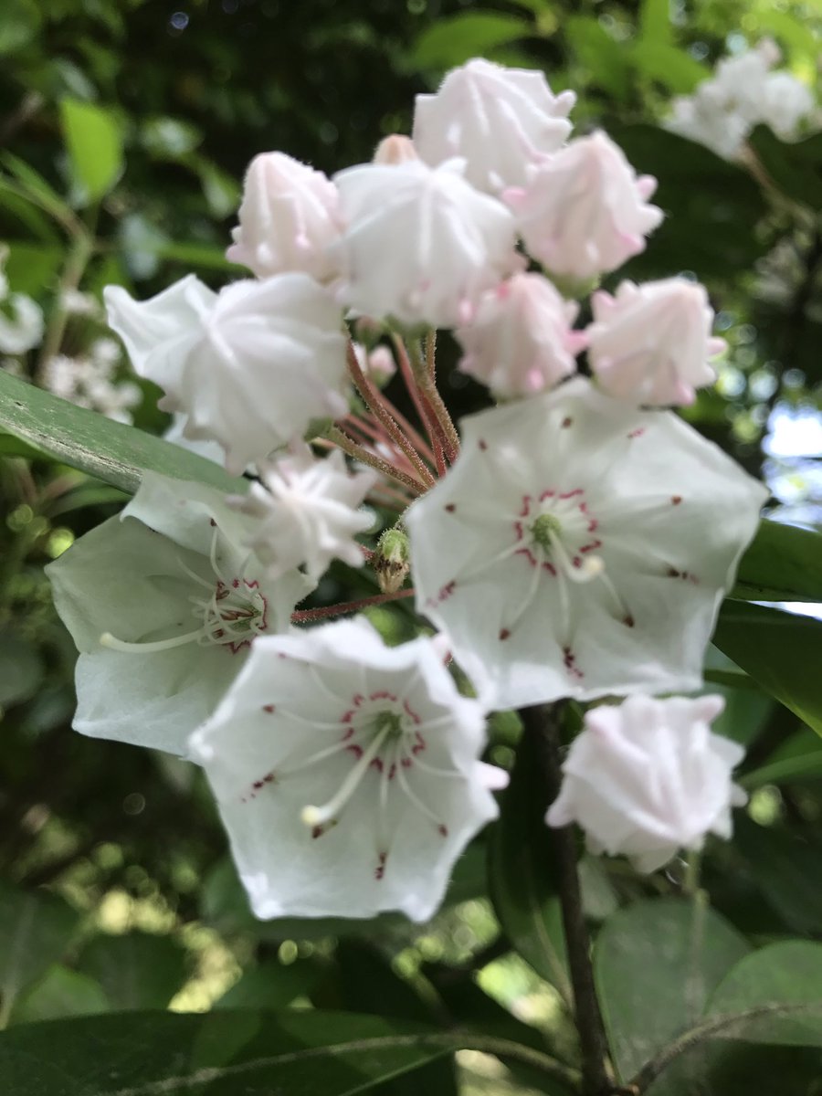 kyuanji's tweet photo. 久安寺です。

カルミアが綺麗ですよ。

カルミアMountain laurel
ツツジ目ツツジ科カルミア属
参道地蔵南側
5月中旬〜
花言葉  優美な女性

境内は曇り空です。 https://t.co/DZPxGtUp9b