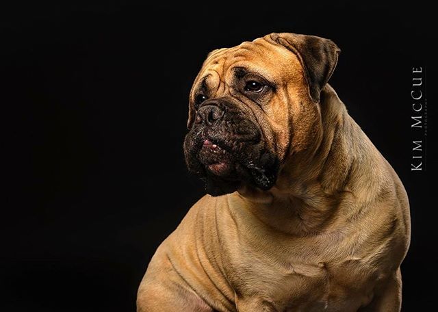 Kimulemccue's tweet photo. “What’s going on over there?” @andreasromijn Chicago workshop #mastiff #bullmastiff #curious #instadog #dog #pet #dogstagram #petstagram #dogsofinstgram #animal #dogs_of_world_ #mansbestfriend #kimmccuephotography #certifiedprofessionphotographer #petph… https://t.co/fxyR1t3Q36 https://t.co/AHGgPC0HaI