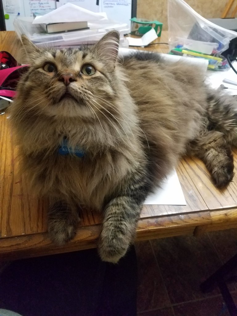 Kikiofthefacts's tweet photo. Maine Coons are appropriately the state cat of the state of Maine! #mainecoon #maine #statecat #catsofinstagram #cat #kikisfunanimalfacts https://t.co/z0gKEjcO9f