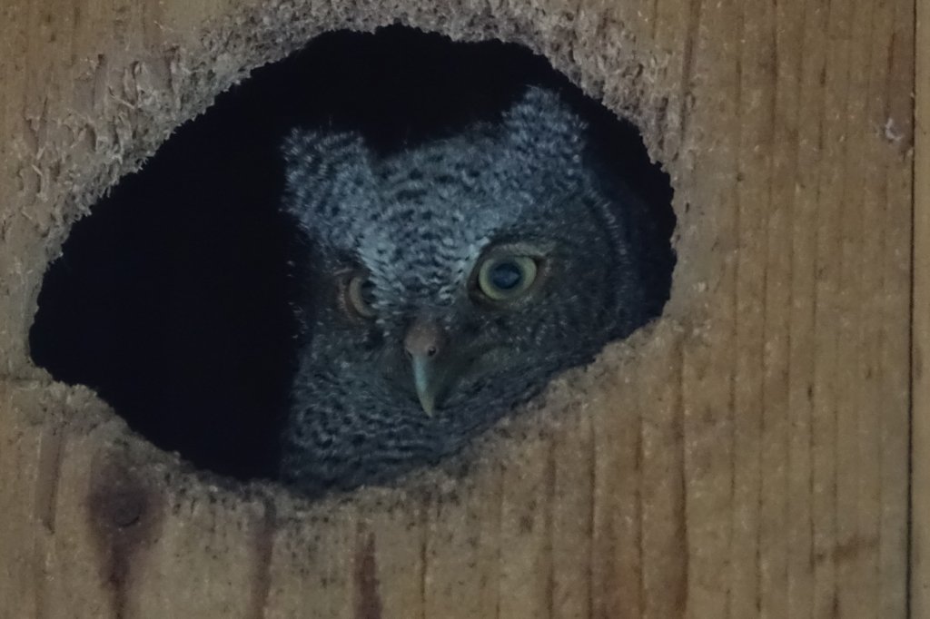 OleNole7's tweet photo. Good view of one of the baby #ScreechOwl. We believe there to be two. Our neighbor has three baby owls. Most likely they are all related. #HorsemintFarm #ForeverWeekend https://t.co/K4GGIBvLnU