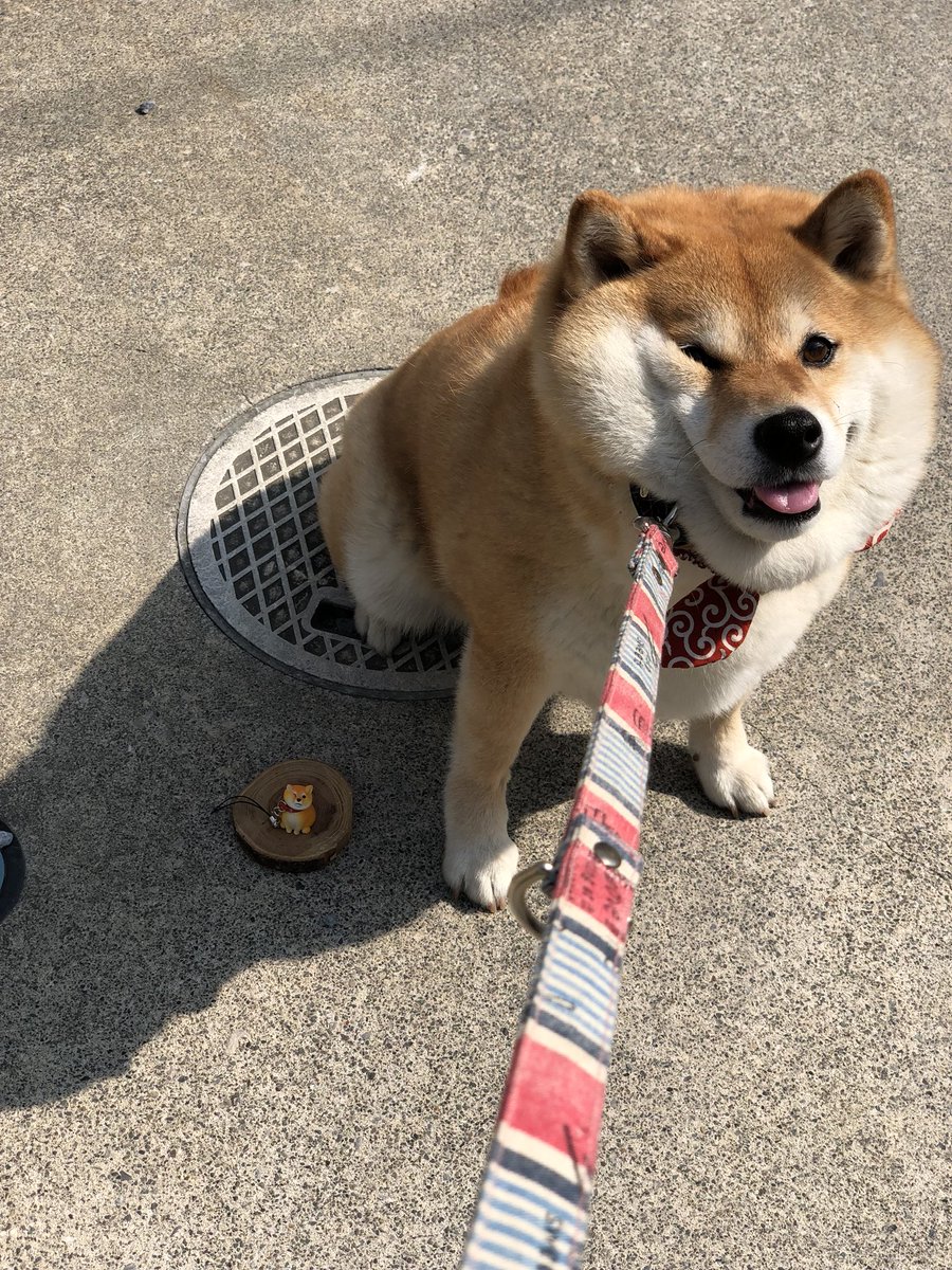 87shiba87's tweet photo. イヤイヤコラボ(*｀艸´) https://t.co/0FaP4RTUHR