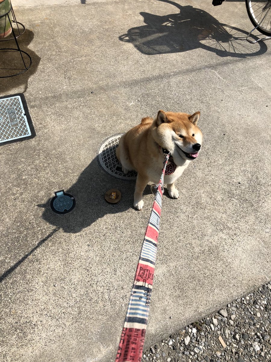 87shiba87's tweet photo. イヤイヤコラボ(*｀艸´) https://t.co/0FaP4RTUHR