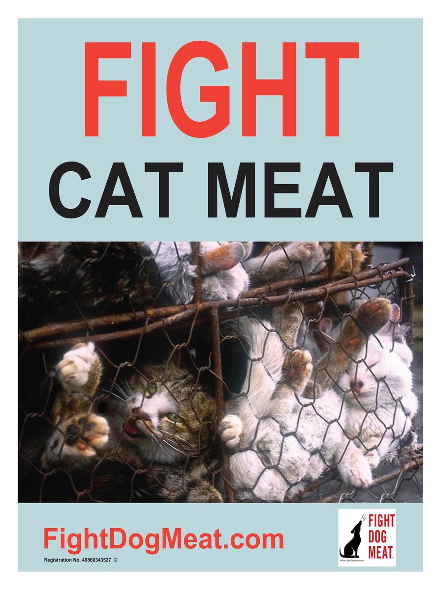 Peanutnoir04's tweet photo. FIGHT CAT MEAT✊✊✊ #FightCatMeat #FightDogMeat #EndDogCatMeatTrade🚫🚫🚫 AnimalCruelty #AnimalAbuse #AnimalWelfare #AnimalRights https://t.co/EuriB0MXAD