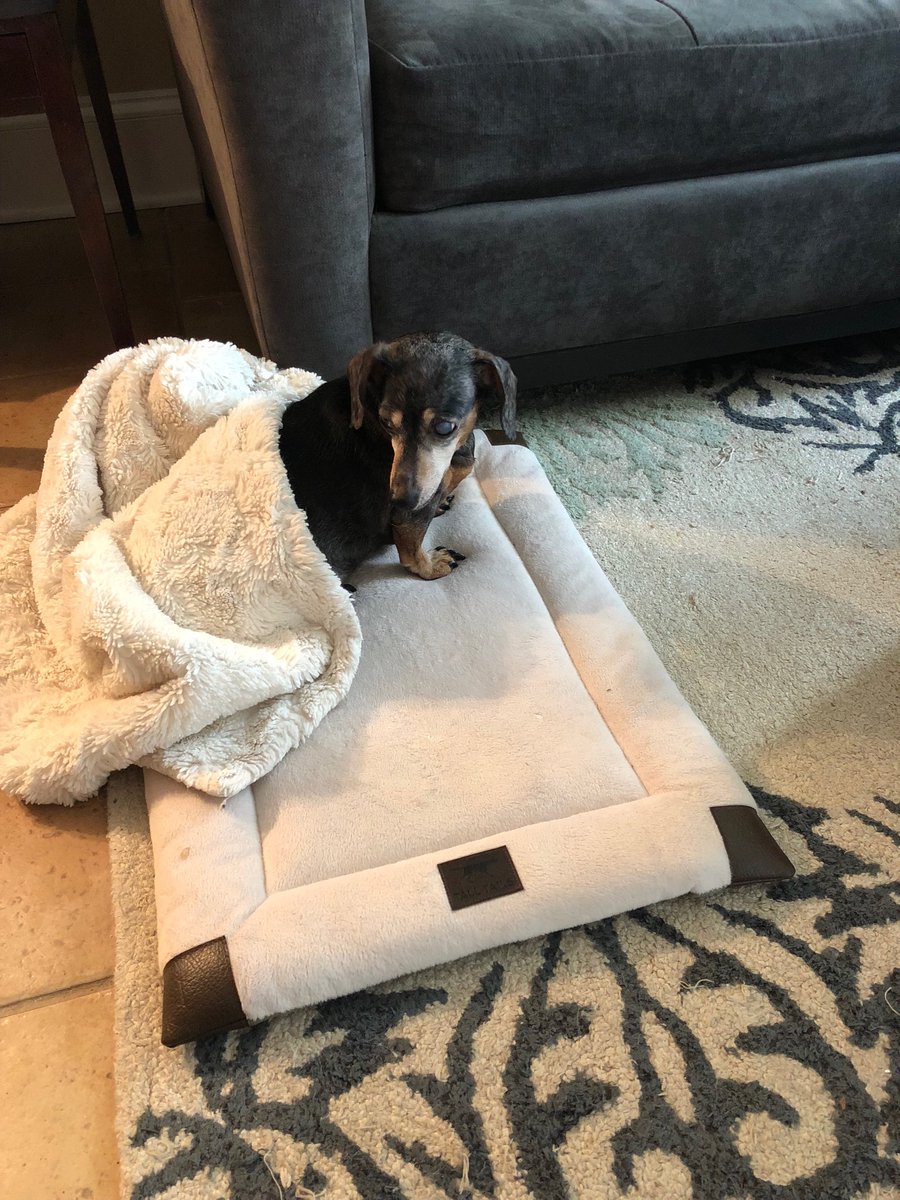 rshawnm's tweet image. The government relations team is busy prepping for #FMAS18 so Betty Draper is stepping up to help out tonight with #AAFPChat - she took a 😴 so she would be 💯