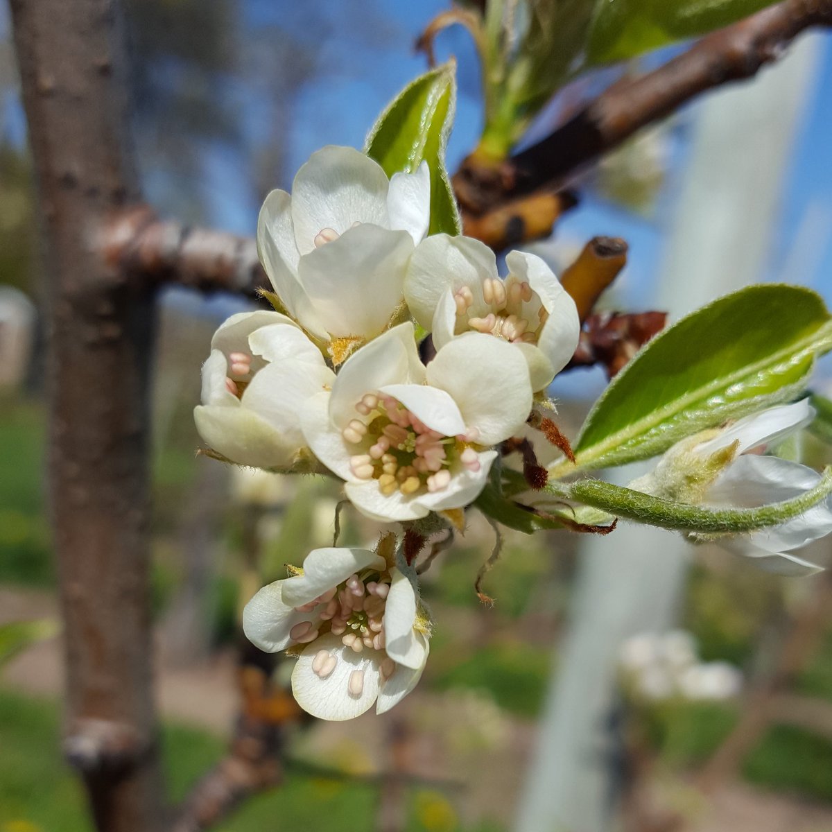Ardiel Cider House tweet media