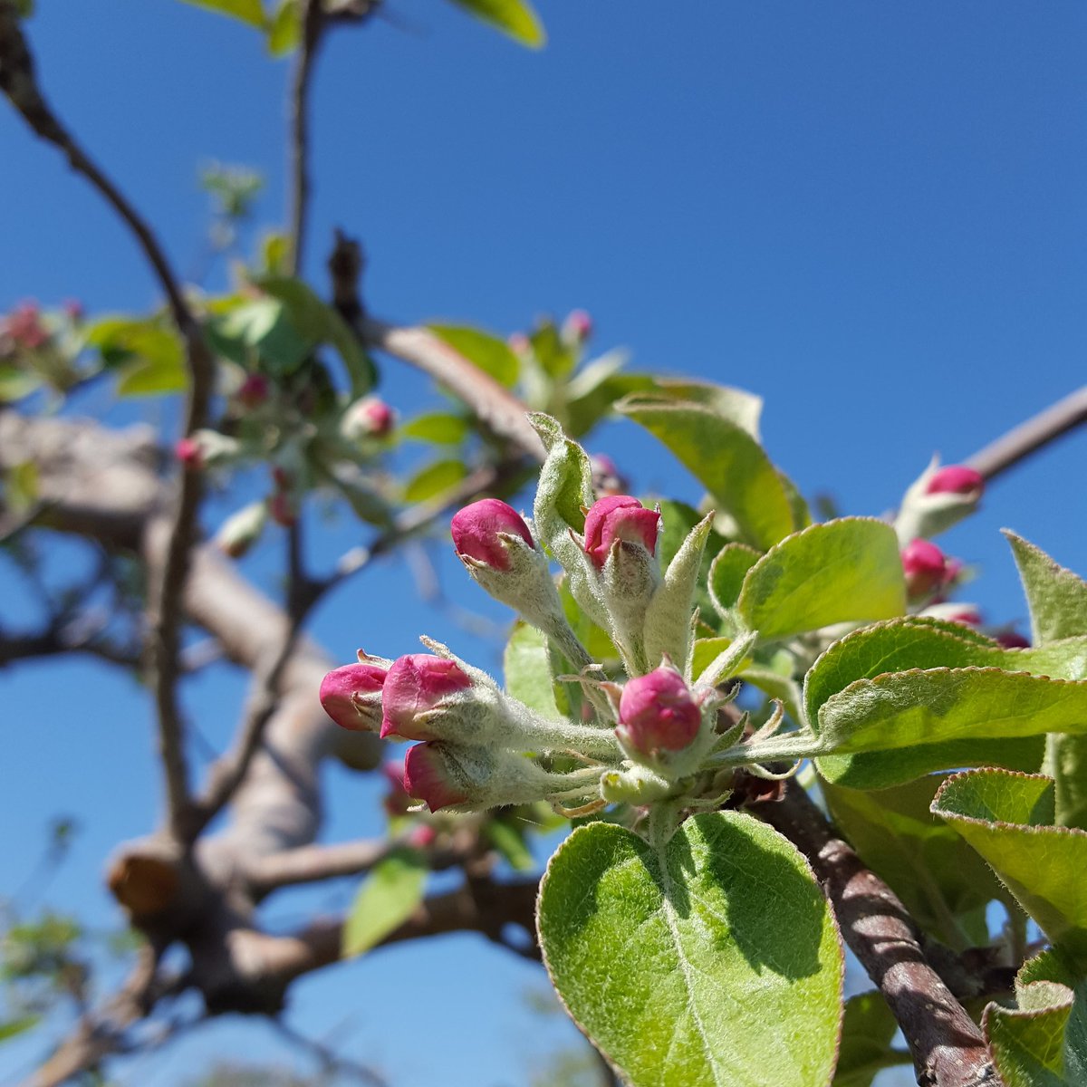 Ardiel Cider House tweet media