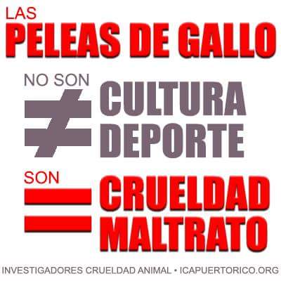 IcaAnimal's tweet photo. Nada lo justifica.El indicar que crueles son las peleas de los boxeadores también...se equivocan los boxeadores lo escogen y lo hacen por dinero,los gallos NO, bien desacertada Senador su justificación
@2dagmarDagmar @DiaaDiaPR @jayfonsecapr @nelsondelvalle @ https://t.co/oCHFLbszdL