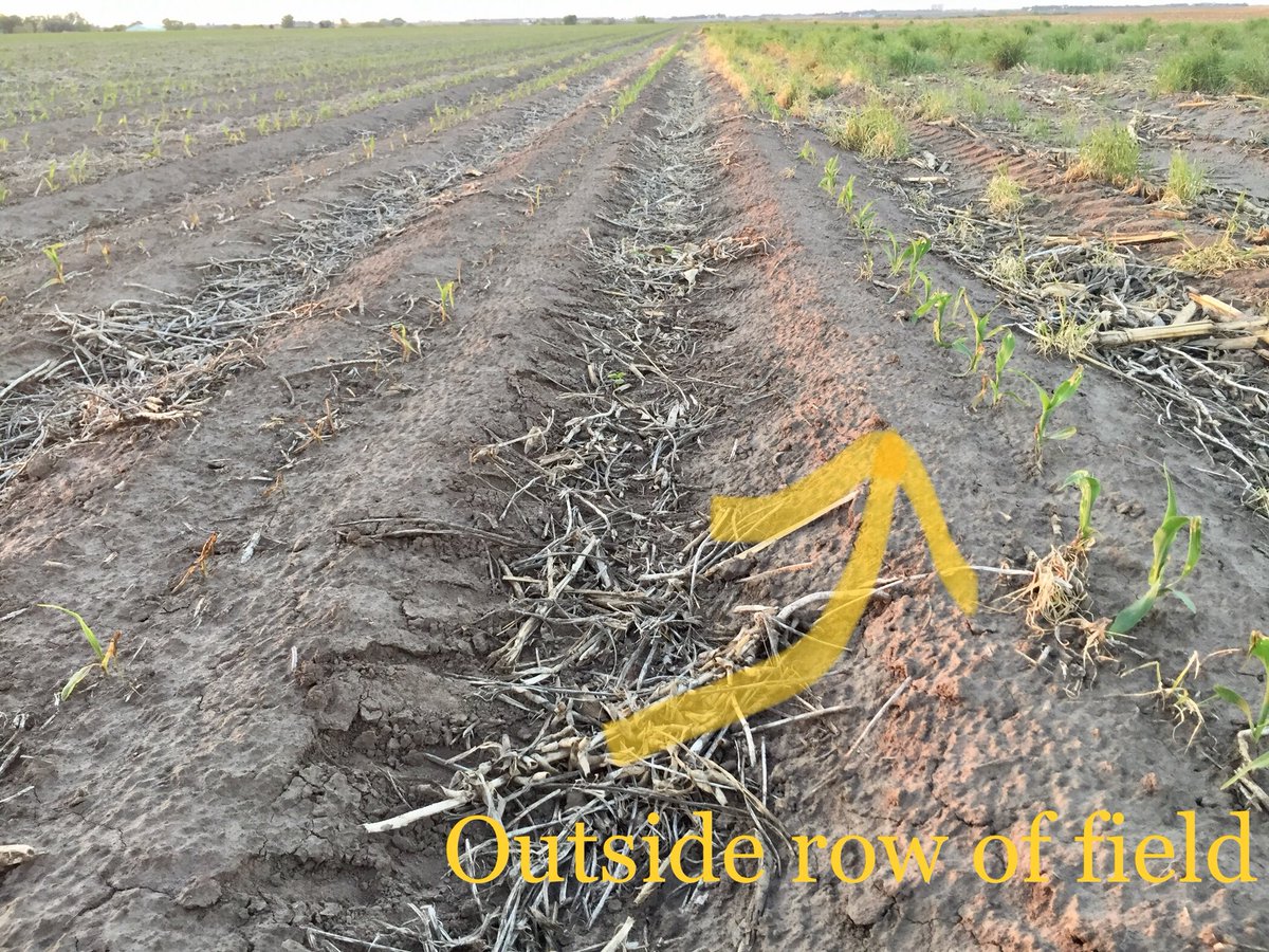 Running into more &amp; more fomesafen  carryover injury on dryland corn due to dry conditions since late June 2017 apps of Reflex, Flexstar, Prefix, etc on soybeans. Note veinal chlorosis &amp; outside row not affected where nozzle applied 1/2 rate.