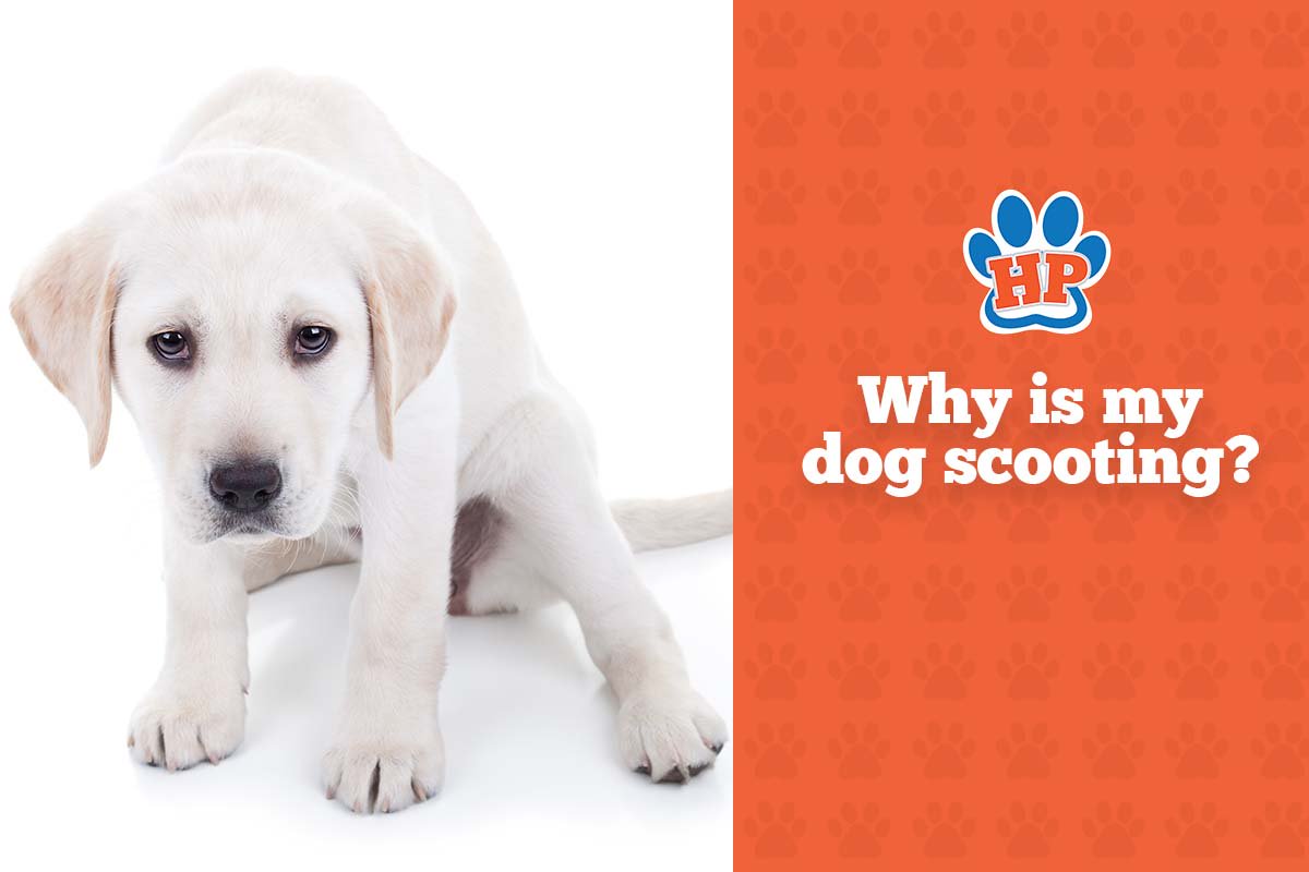 HealthiPaws's tweet photo. Scooting is an indicator that it’s time to have your dog’s anal glands cleaned. We can help - call us at 219-286-7062 to schedule a grooming appointment today. https://t.co/wQJaidhMpn