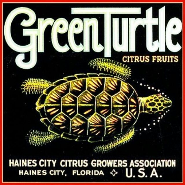 brooding_squid's tweet image. Green Turtle of Haines City.... #broodingsquid